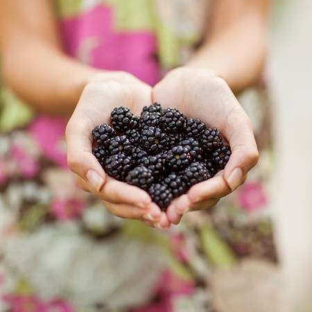 Egészséges a szedermálna?