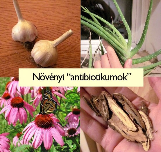 Növényi antibiotikumok
