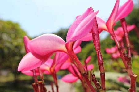 A magnólia kéreg egészségre gyakorolt jótékony hatása