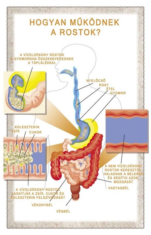 Hogyan működnek a rostok?