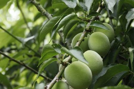 A legjobb természetes hashajtók