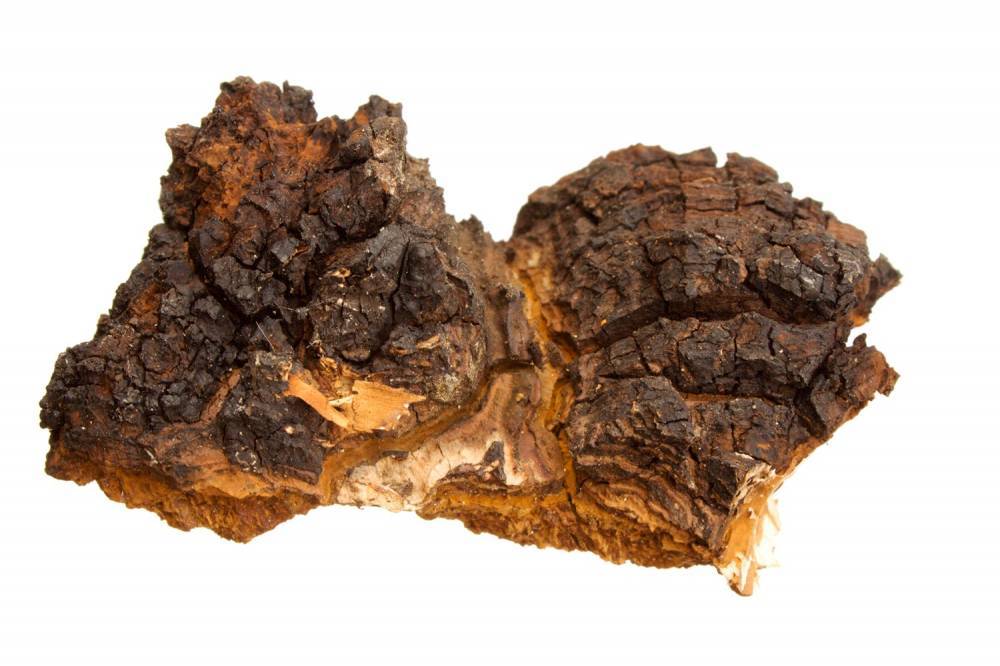 A chaga gyógygomba