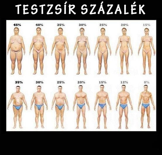 Testzsír százalék