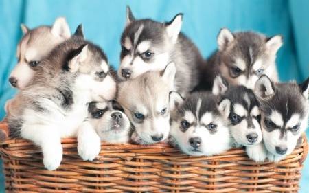 Milyen gyümölcsöt adhatunk házi kedvencünknek?