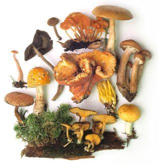 Gyógygombák: misztikus csodaszerek?