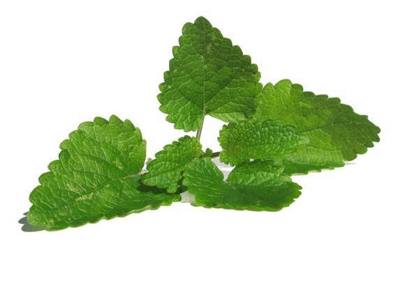 A fodormenta olaj jótékony hatása