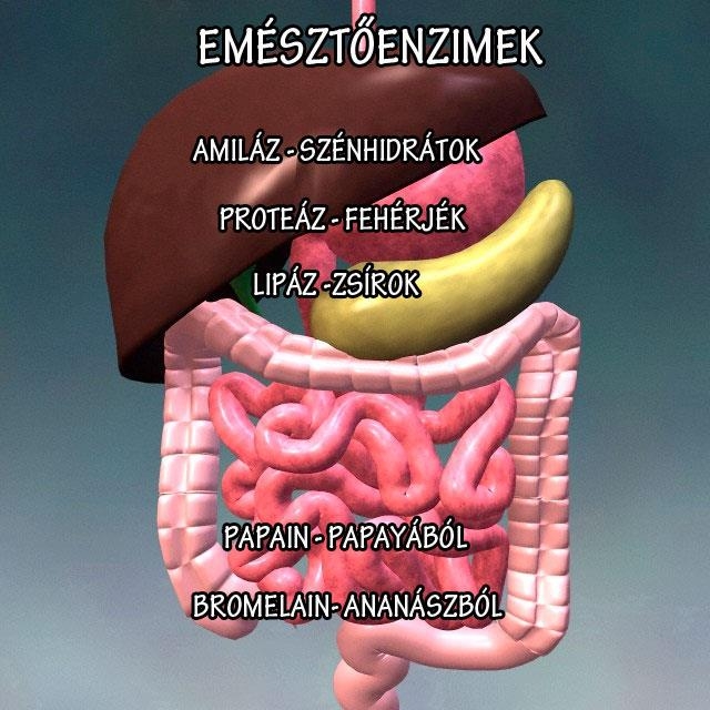 Emésztőenzimek