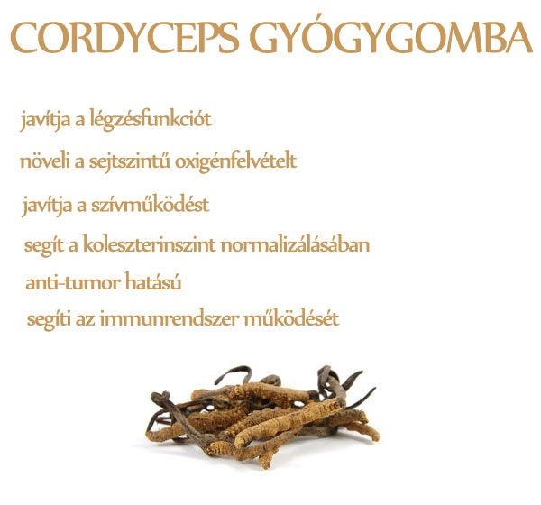 Cordyceps gyógygomba
