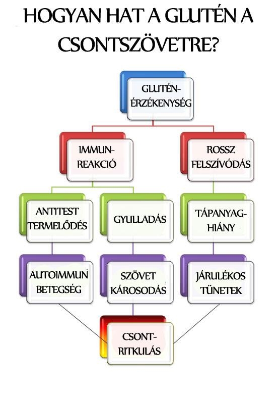 Hogyan hat a glutén a csontszövetre?