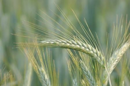 Egészséges árpaleves