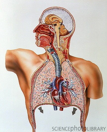 Természetes gyógymód légúti fertőzésekre