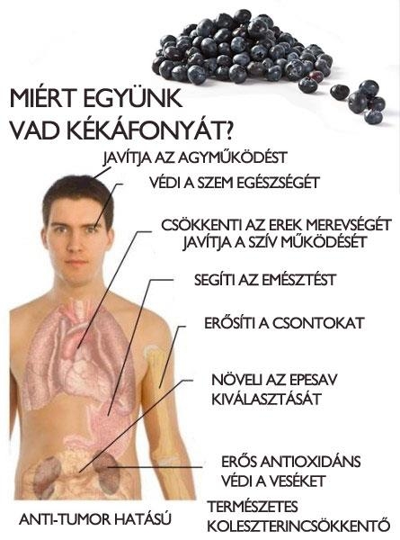 Miért együnk vad kékáfonyát?