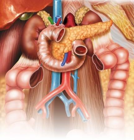 Gondoskodjon vastagbele és emésztőszervei egészségéről természetesen