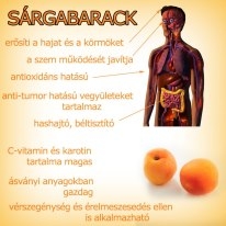 Sárgabarack