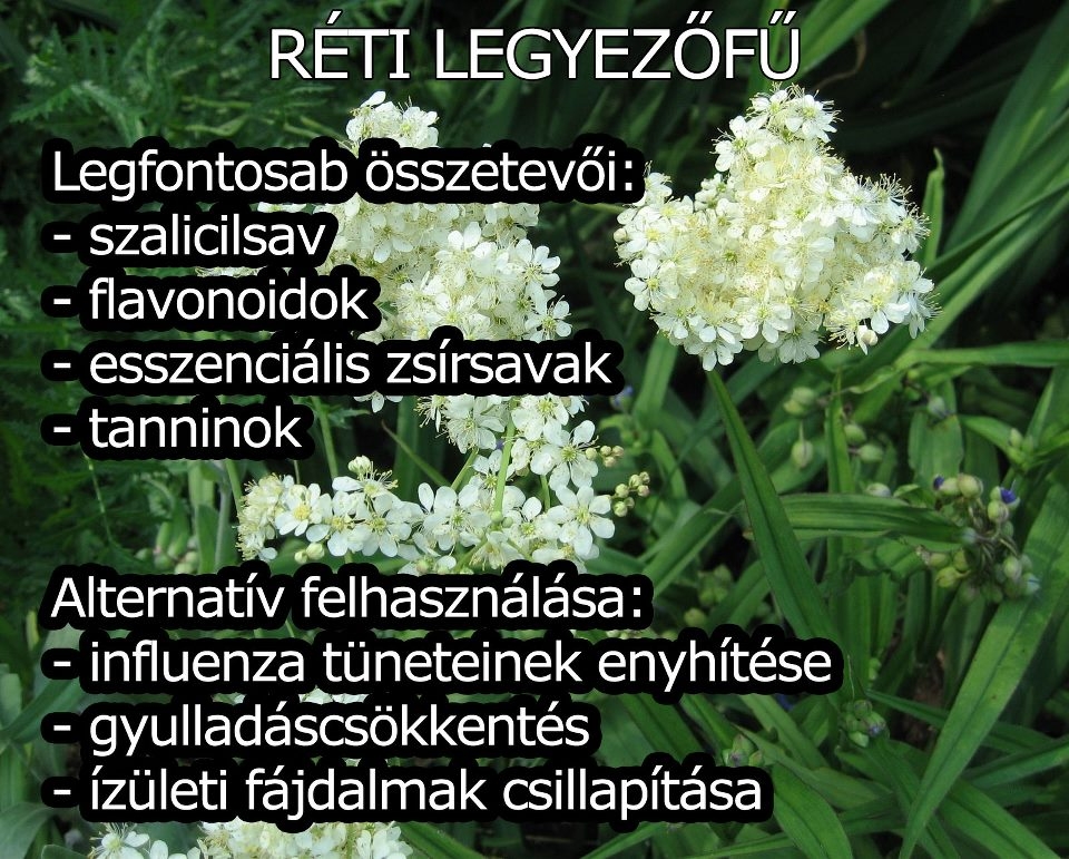 Réti legyezőfű