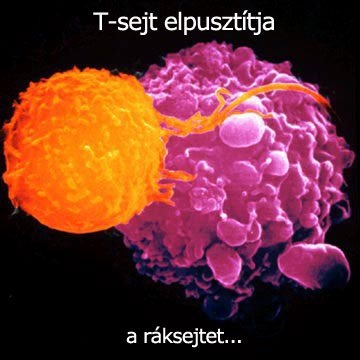 Ráksejtek pusztítása gyógyszerek nélkül?