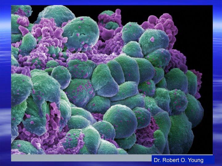 A ráksejtek világa