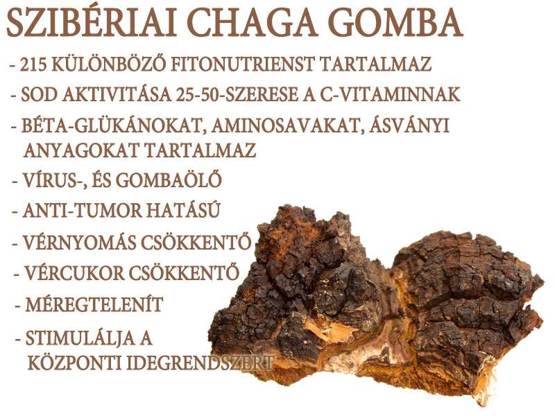 Szibériai Chaga gomba