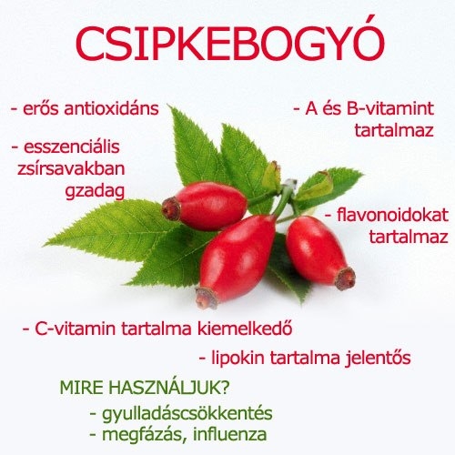 Csipkebogyó