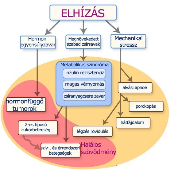 Elhízás