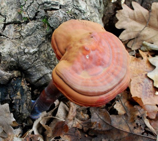 Ganoderma gyógygomba
