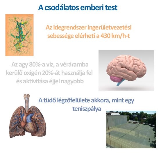 A csodálatos emberi test