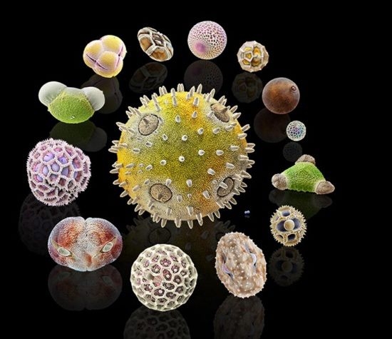 Az orvos, aki sárkányt eregetett