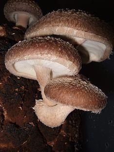 A shiitake gyógygombáról