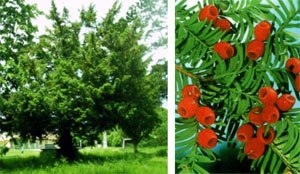 Ki lesz a következő?