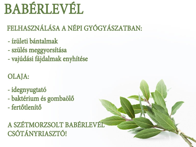 Babérlevél