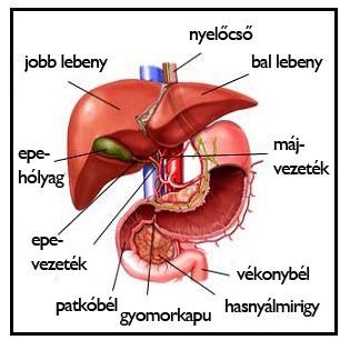 7 lúgosító, májtisztító étel