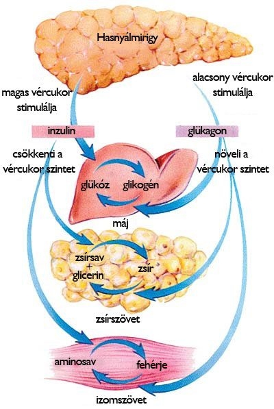 A magas vércukor, mint tünet
