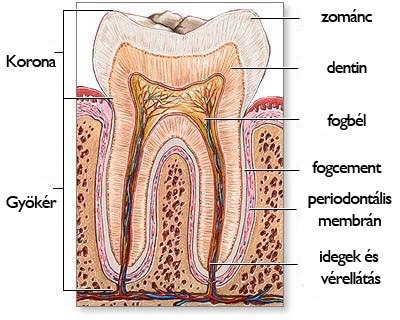 Omega zsírsavak, fogínybetegségek