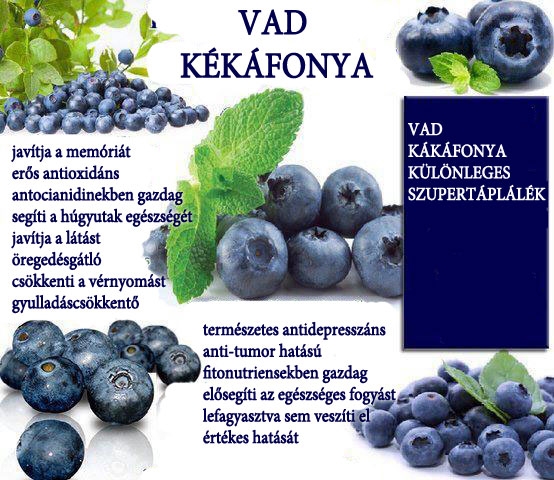 Vad kékáfonya – természetes antioxidáns szupergyümölcs
