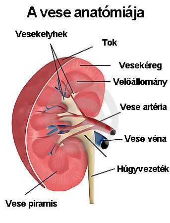 A vese anatómiája