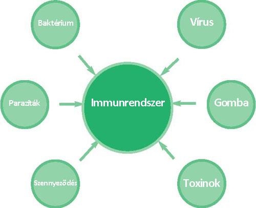 Immunrendszer