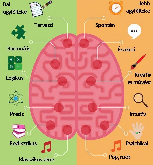 Agy: bal és jobb agyfélteke