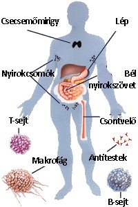 Táplálkozás, immunrendszer