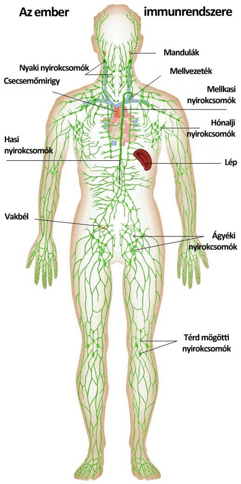 A sokrétű immunrendszer