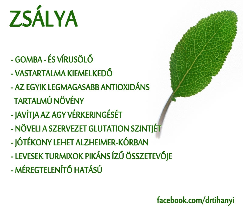 Zsálya