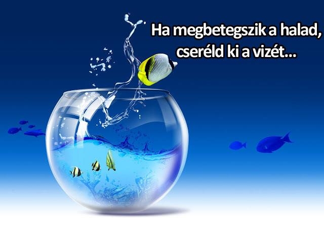 Az akvárium hasonlat