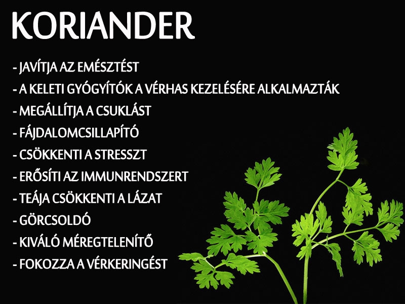 Koriander