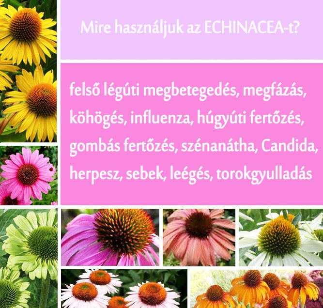 Echinacea
