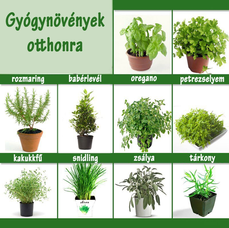 Gyógynövények otthonra