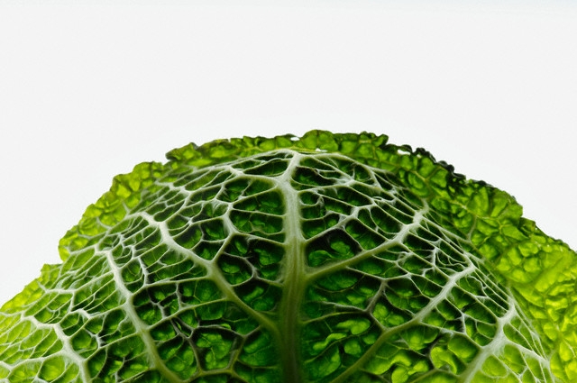 A kelkáposzta a növényi alapú étrend „marhahúsa”