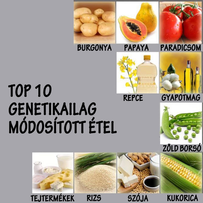 A transzgenetikus növények (GMO) világa