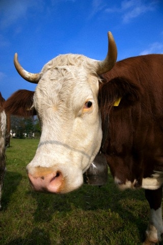 Az előtej bizonyítottan hatékony immunrendszer erősítő?