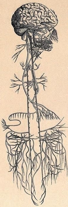 Vagus ideg – segítség a fogyáshoz és jókedvhez?