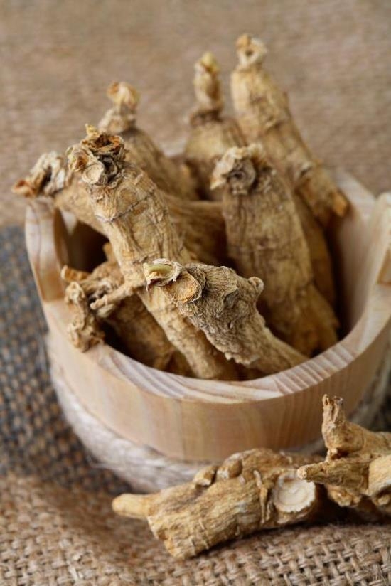 Panax ginseng