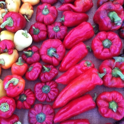 A kaliforniai paprika